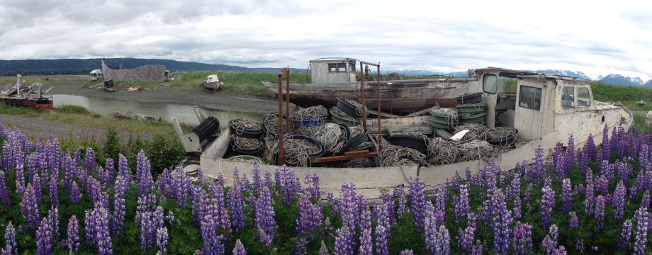 Lupine surrounding derelict boat on the Homer Spit, Alaska.